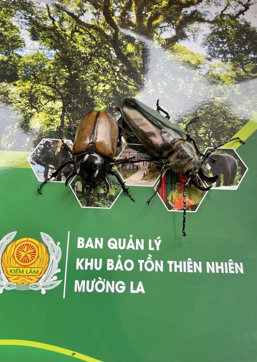   Đa dạng sinh học côn trùng tại Ban quản lý Khu bảo tồn thiên nhiên Mường La