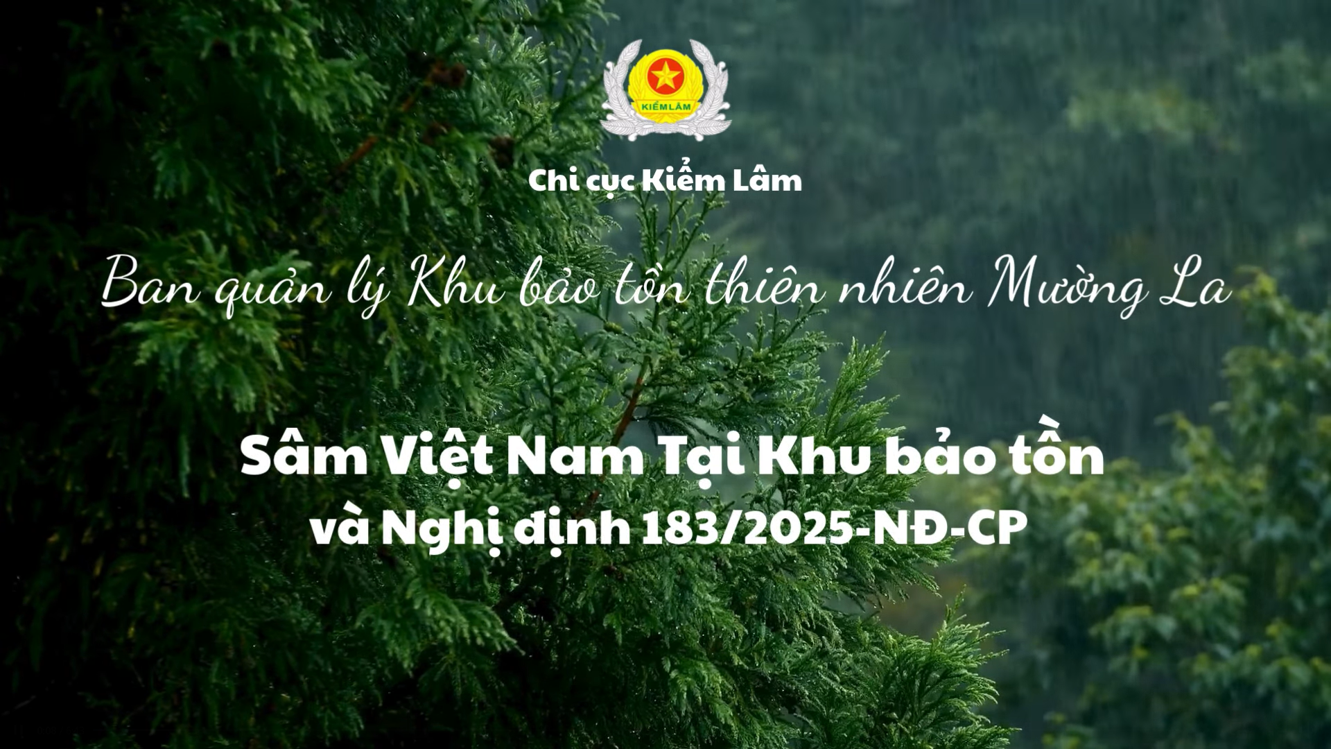 Giới thiệu về Mô hình Sâm Ngọc Linh Việt Nam tại Ban quản lý Khu bảo tồn thiên nhiên Mường La và Nghị định 183/2025/NĐ-CP