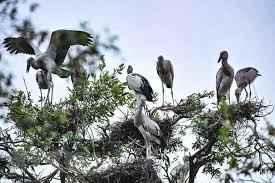 Chỉ thị của Thủ tướng Chính phủ về một số nhiệm vụ, giải pháp cấp bách để bảo tồn các loài chim hoang dã, di cư tại Việt Nam