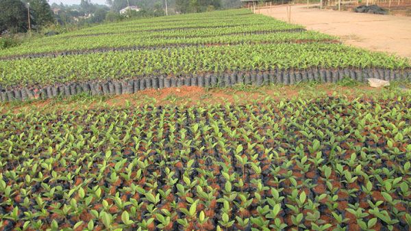 Danh mục và tiêu chuẩn giống cây trồng lâm nghiệp trên địa bàn tỉnh Sơn La